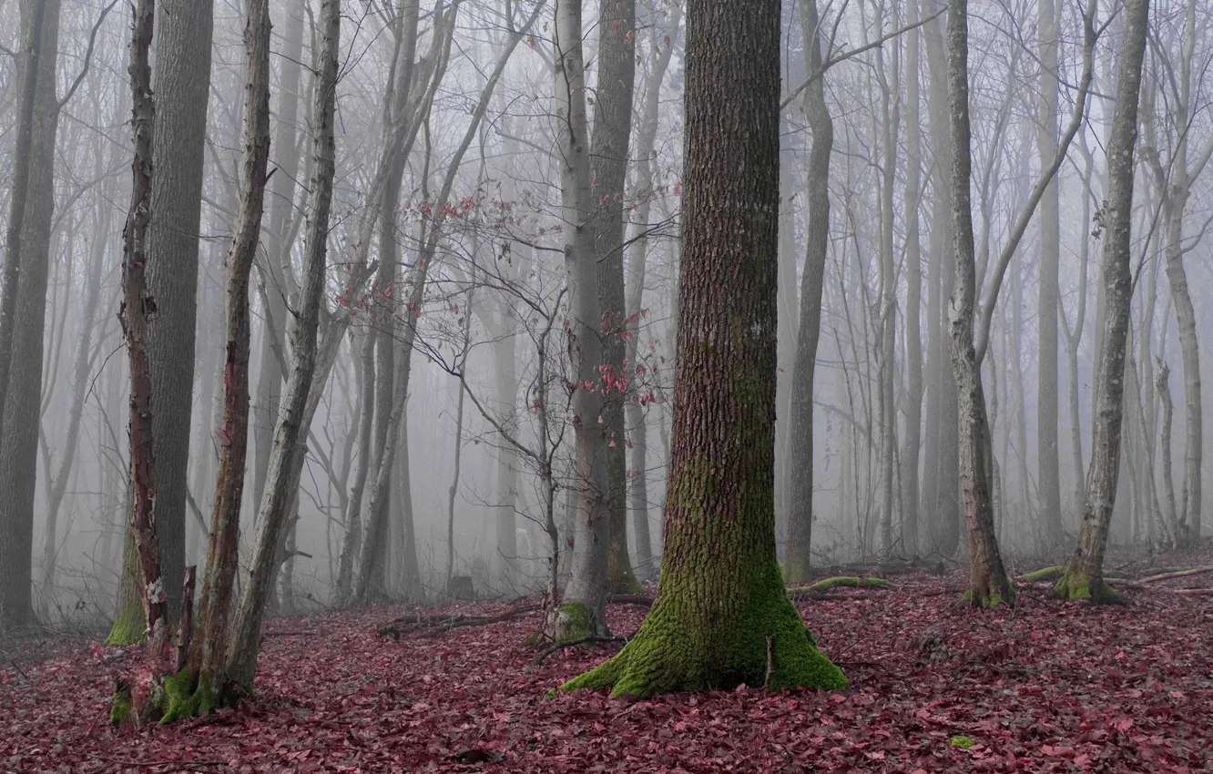 Photo wallpaper forest, trees, nature, fog