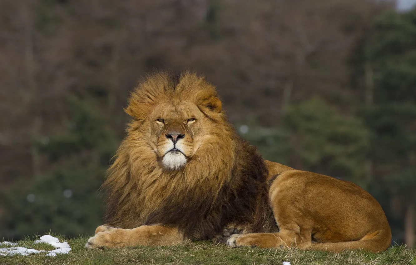 Photo wallpaper forest, grass, look, snow, Leo, lies