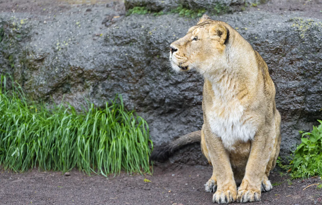 Photo wallpaper cat, grass, look, lioness, ©Tambako The Jaguar