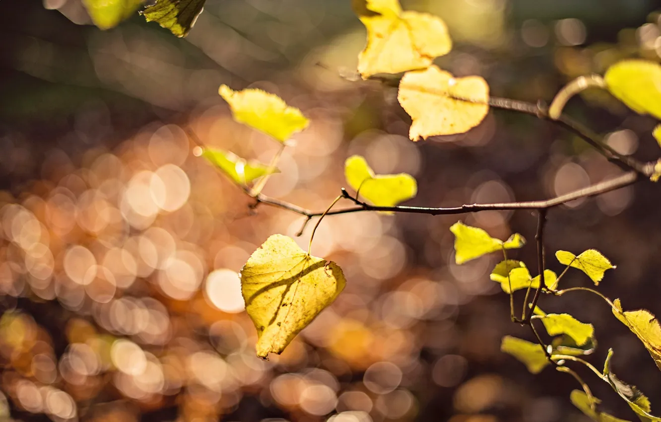 Photo wallpaper leaves, macro, yellow, background, tree, widescreen, Wallpaper, blur