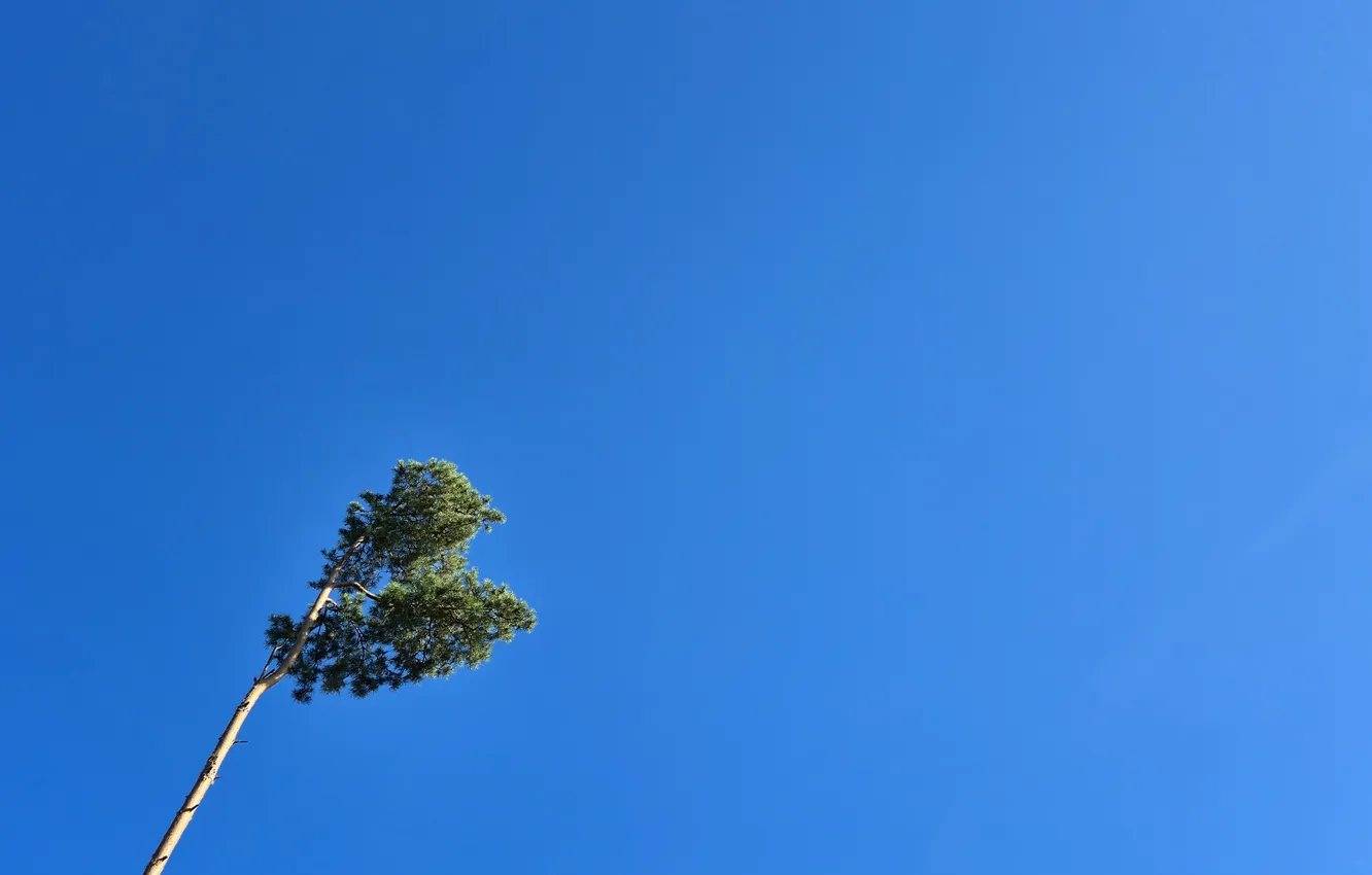 Photo wallpaper the sky, trees, minimalism, trunk, pine