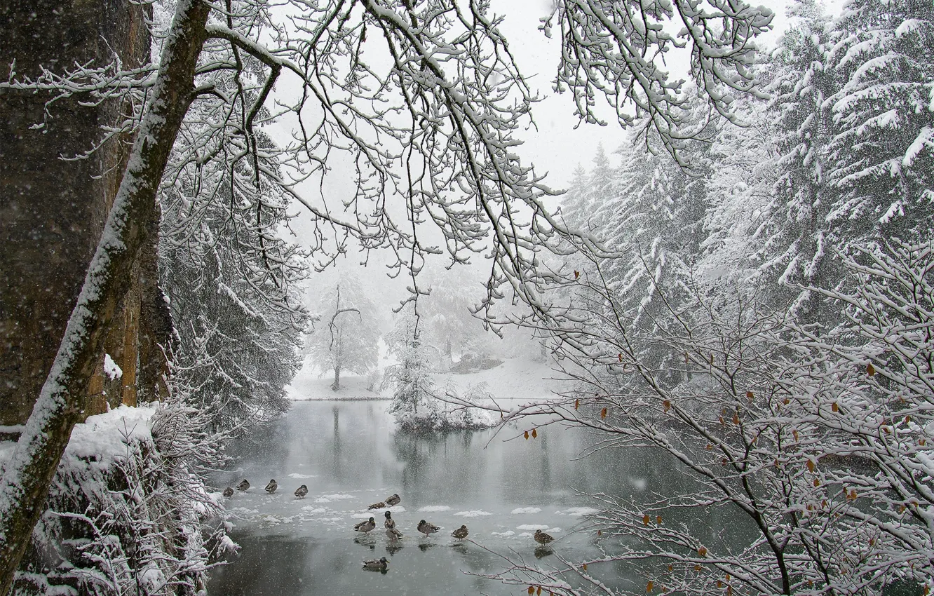 Photo wallpaper ice, winter, snow, pond, Park, duck, snowfall