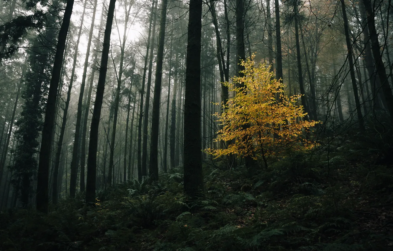 Photo wallpaper autumn, forest, trees, nature