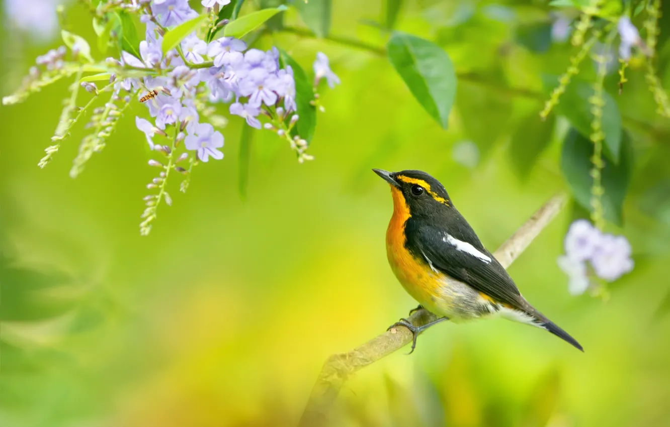 Photo wallpaper macro, branches, nature, bird, color