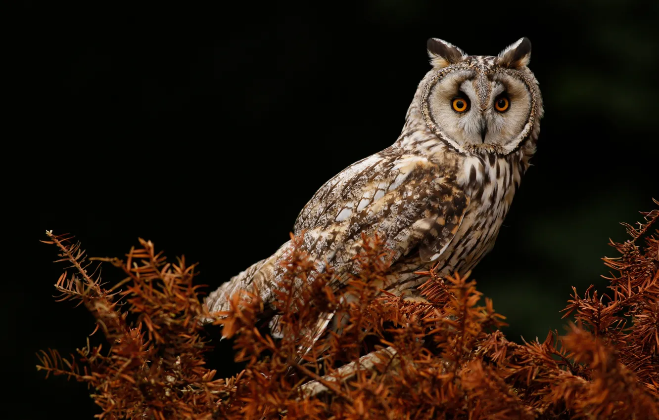 Photo wallpaper look, the dark background, owl, bird, needles, owl
