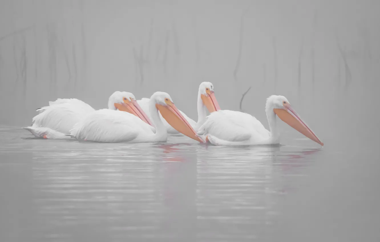 Photo wallpaper fog, bird, pack, white, light background, pond, swimming, Pelican
