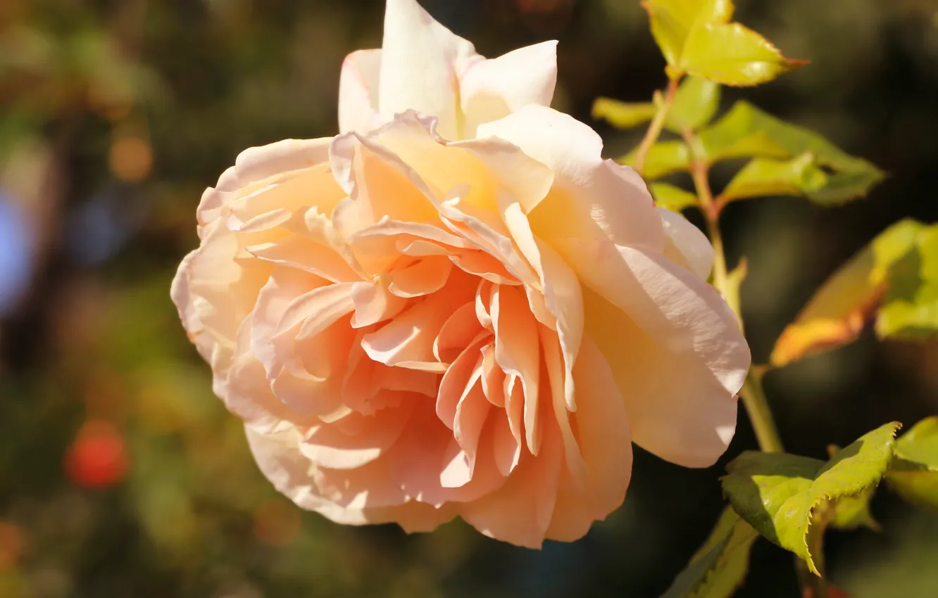 Photo wallpaper rose, flower, garden, blooming