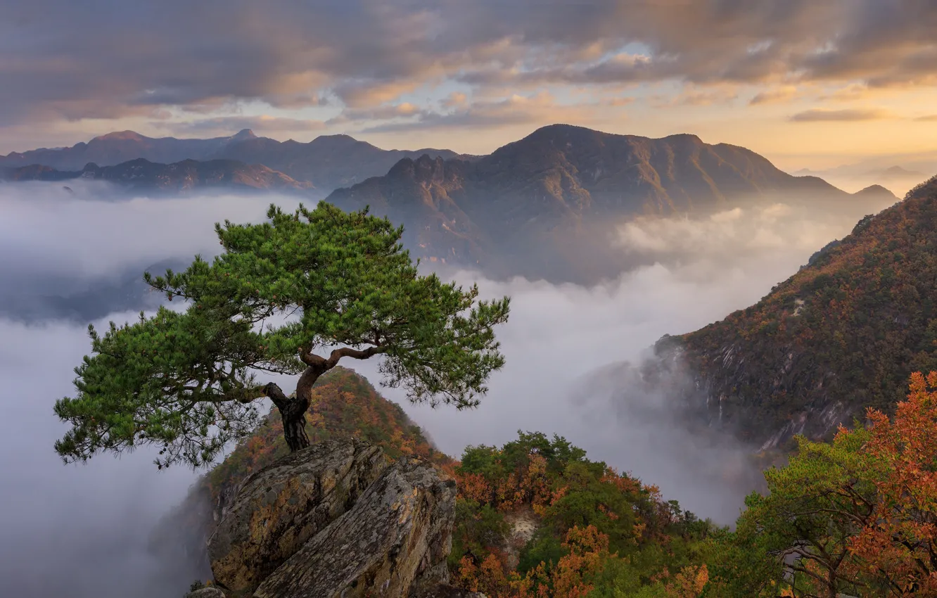 Photo wallpaper mountains, fog, pine
