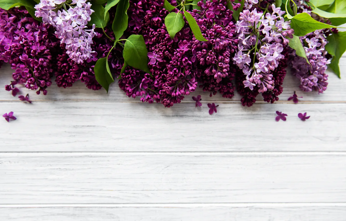 Photo wallpaper flowers, branches, wood, flowers, lilac, lilac