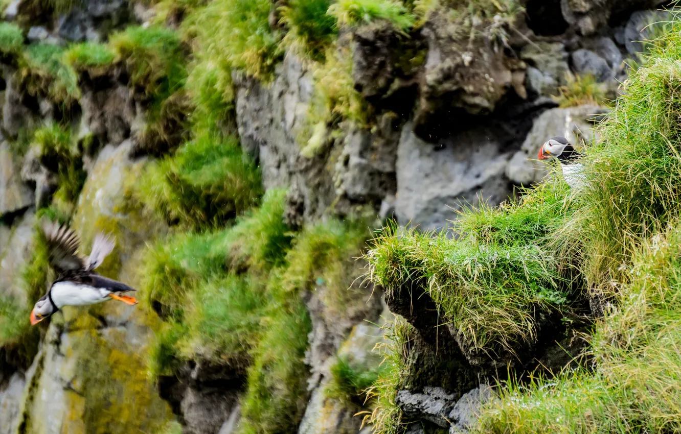 Photo wallpaper bird, feathers, color, stalled