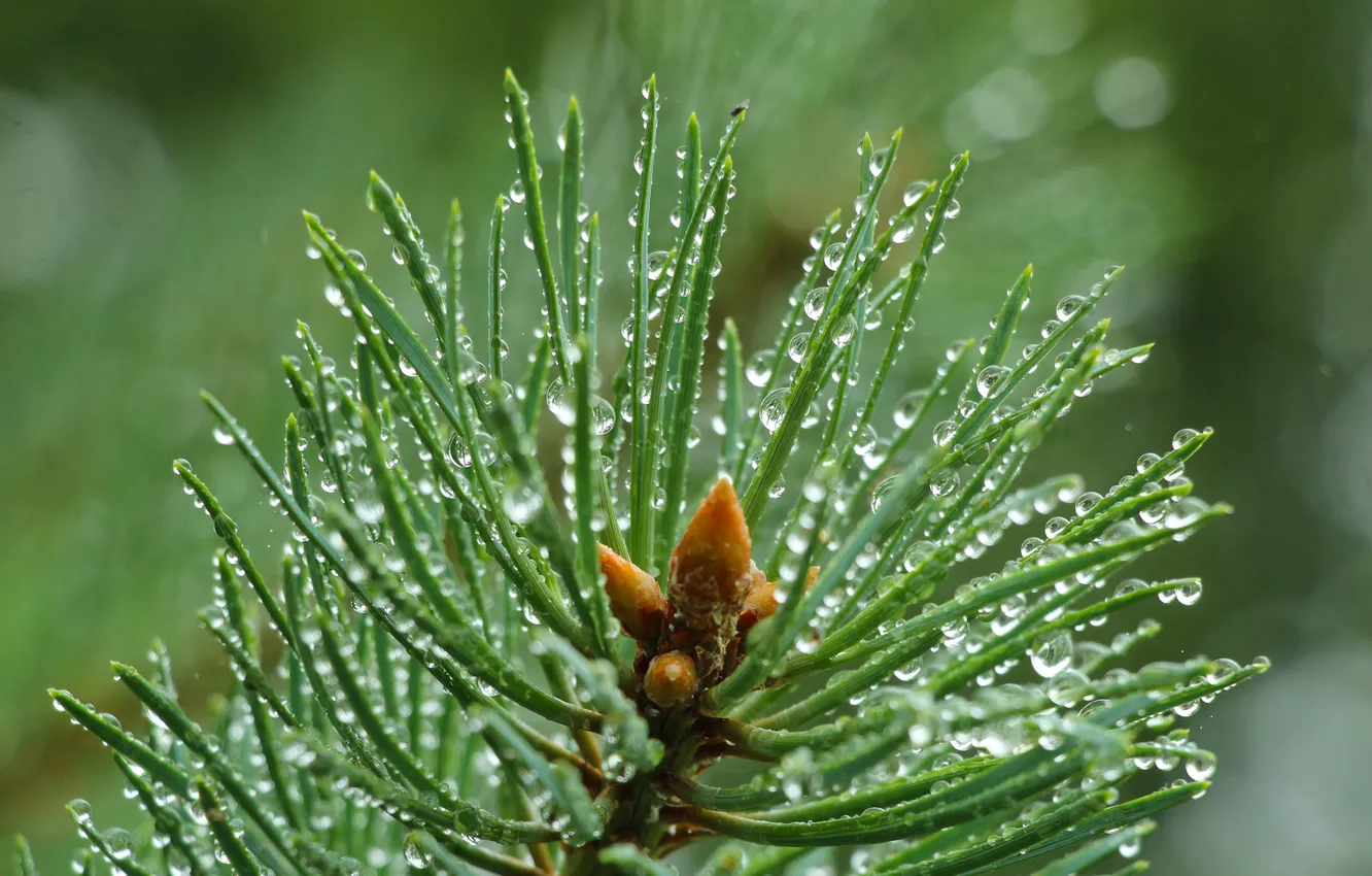 Photo wallpaper water, drops, pine, twig