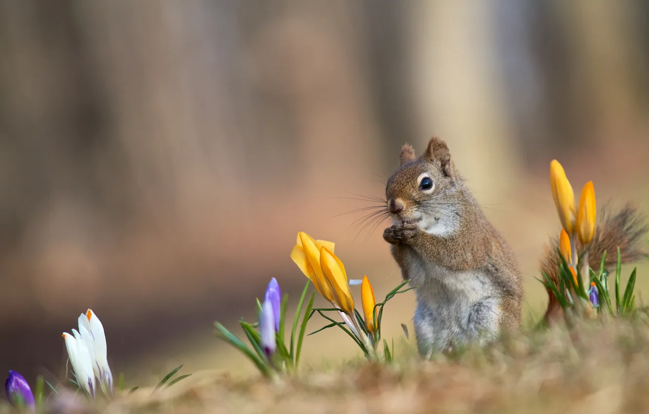 Photo wallpaper background, yellow, protein, red, white, lilac, spring. crocuses