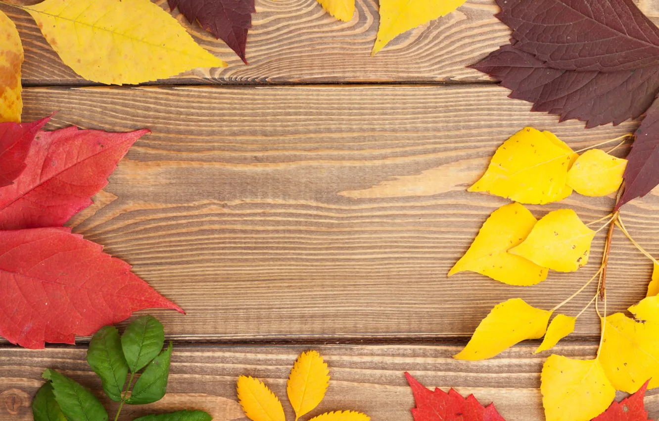 Photo wallpaper tree, colorful, wood, texture, autumn, leaves, autumn leaves