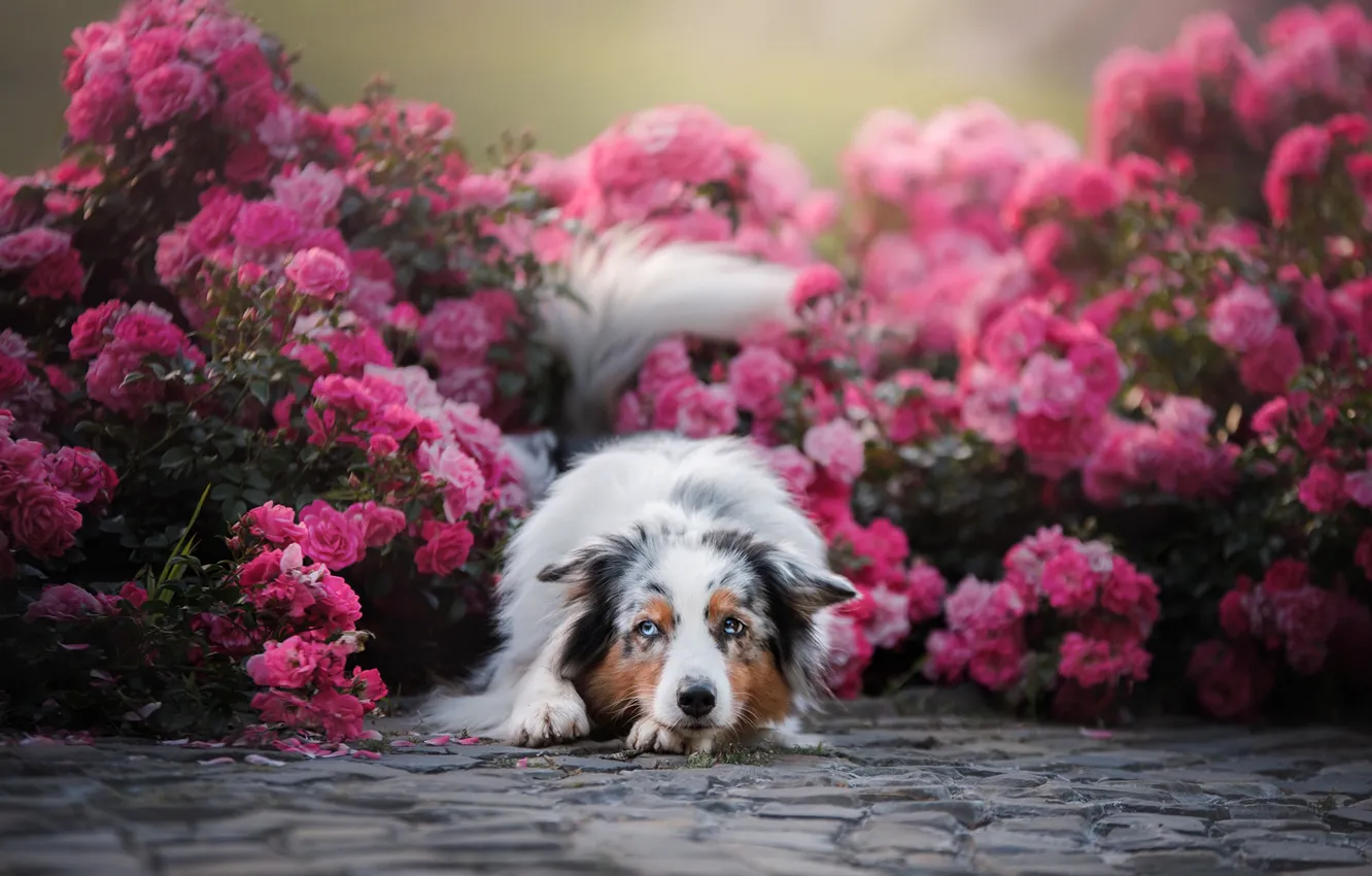 Photo wallpaper flowers, roses, dog, Australian shepherd, Aussie, rose bushes