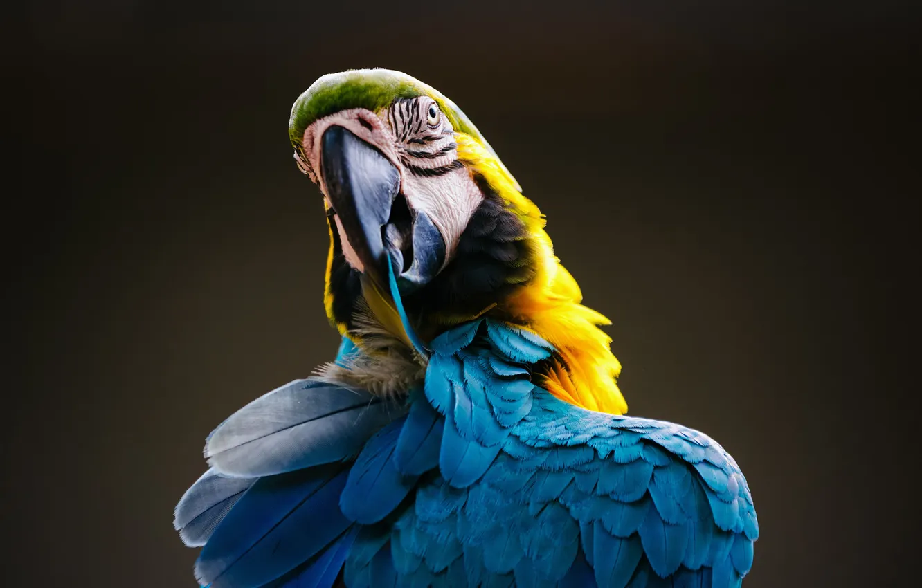 Photo wallpaper yellow, blue, macaw, Ara ararauna