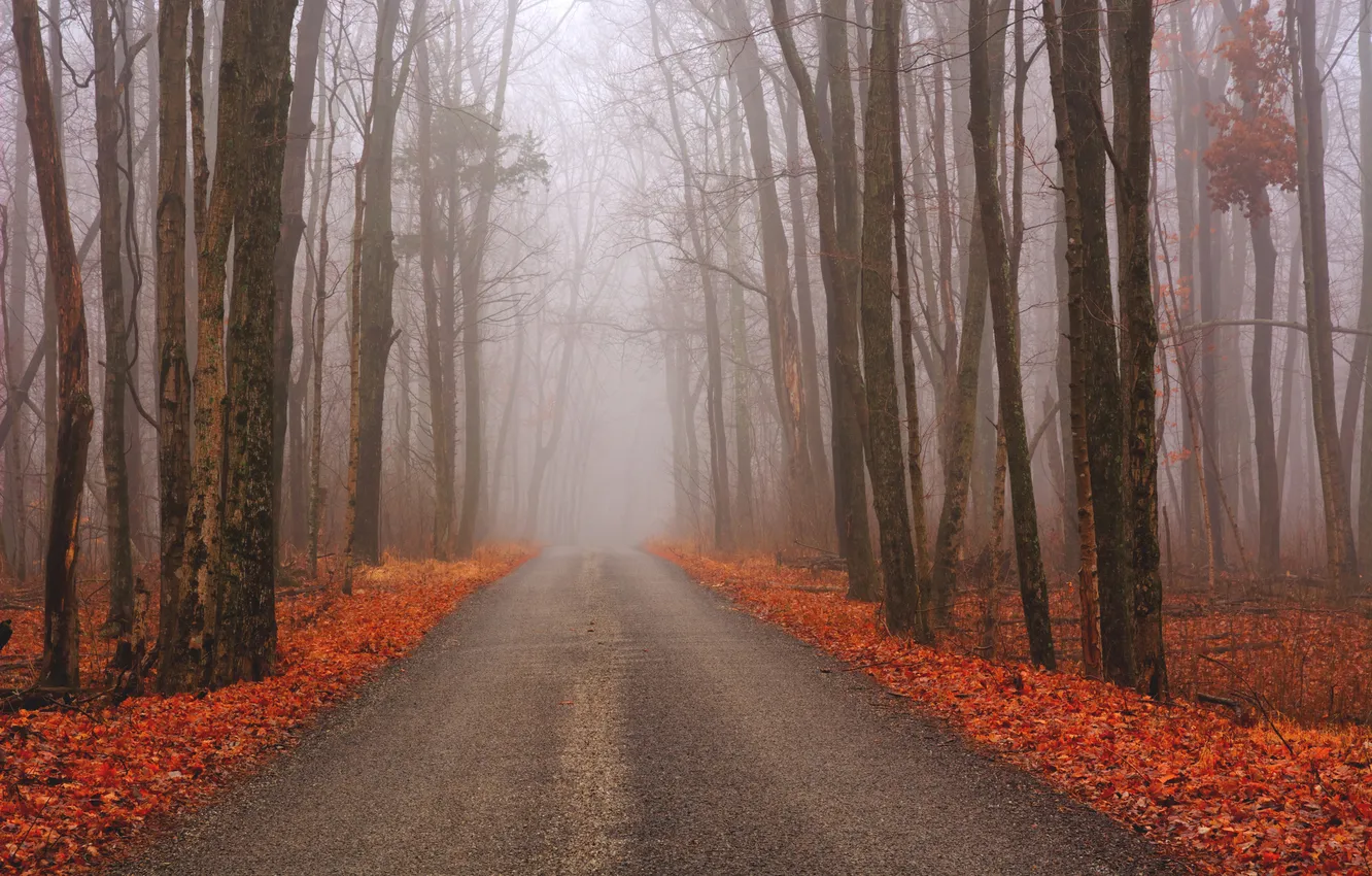 Photo wallpaper road, autumn, forest