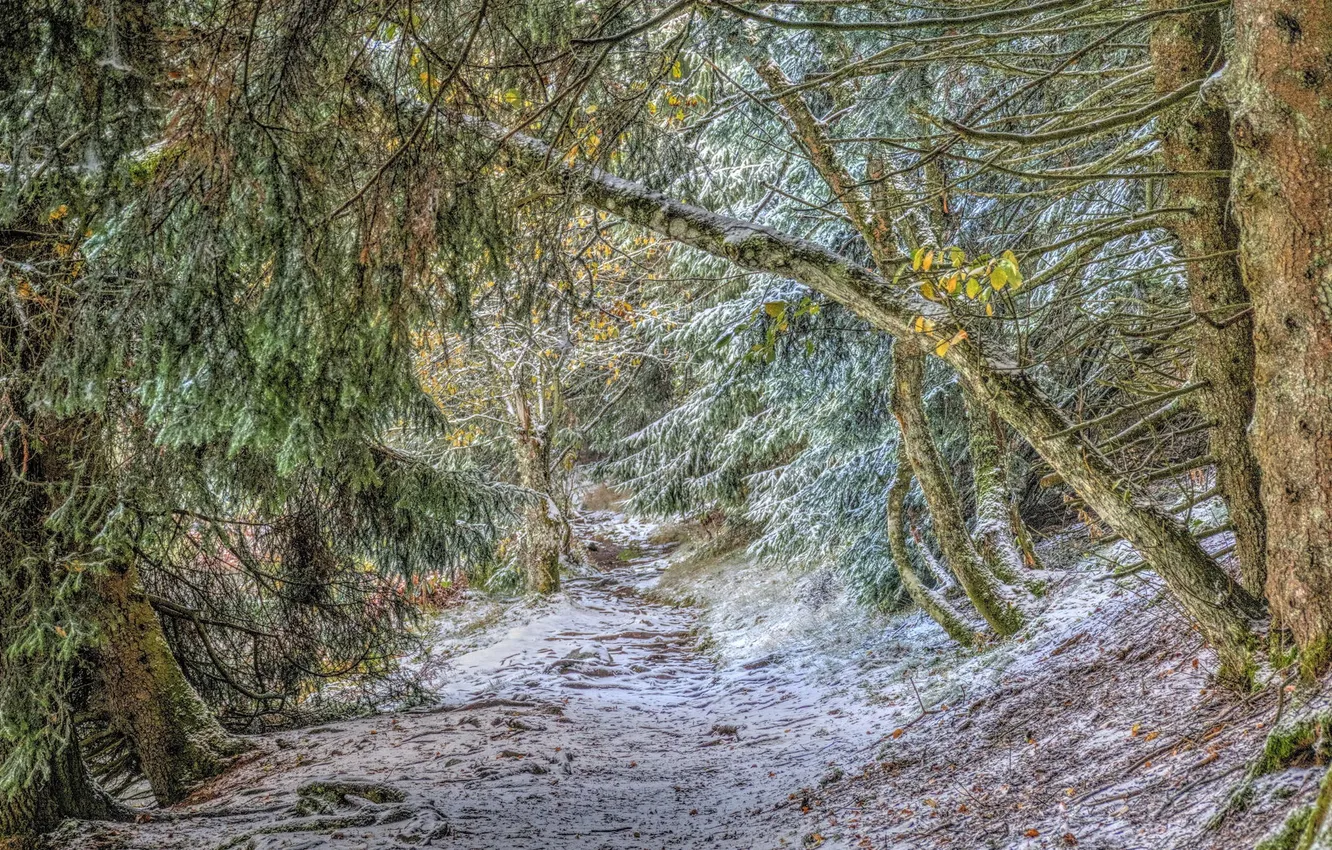 Photo wallpaper road, autumn, forest