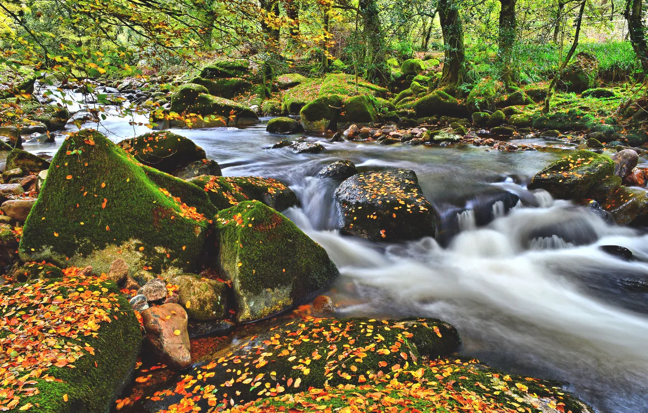 Photo wallpaper autumn, forest, leaves, river, stones, moss