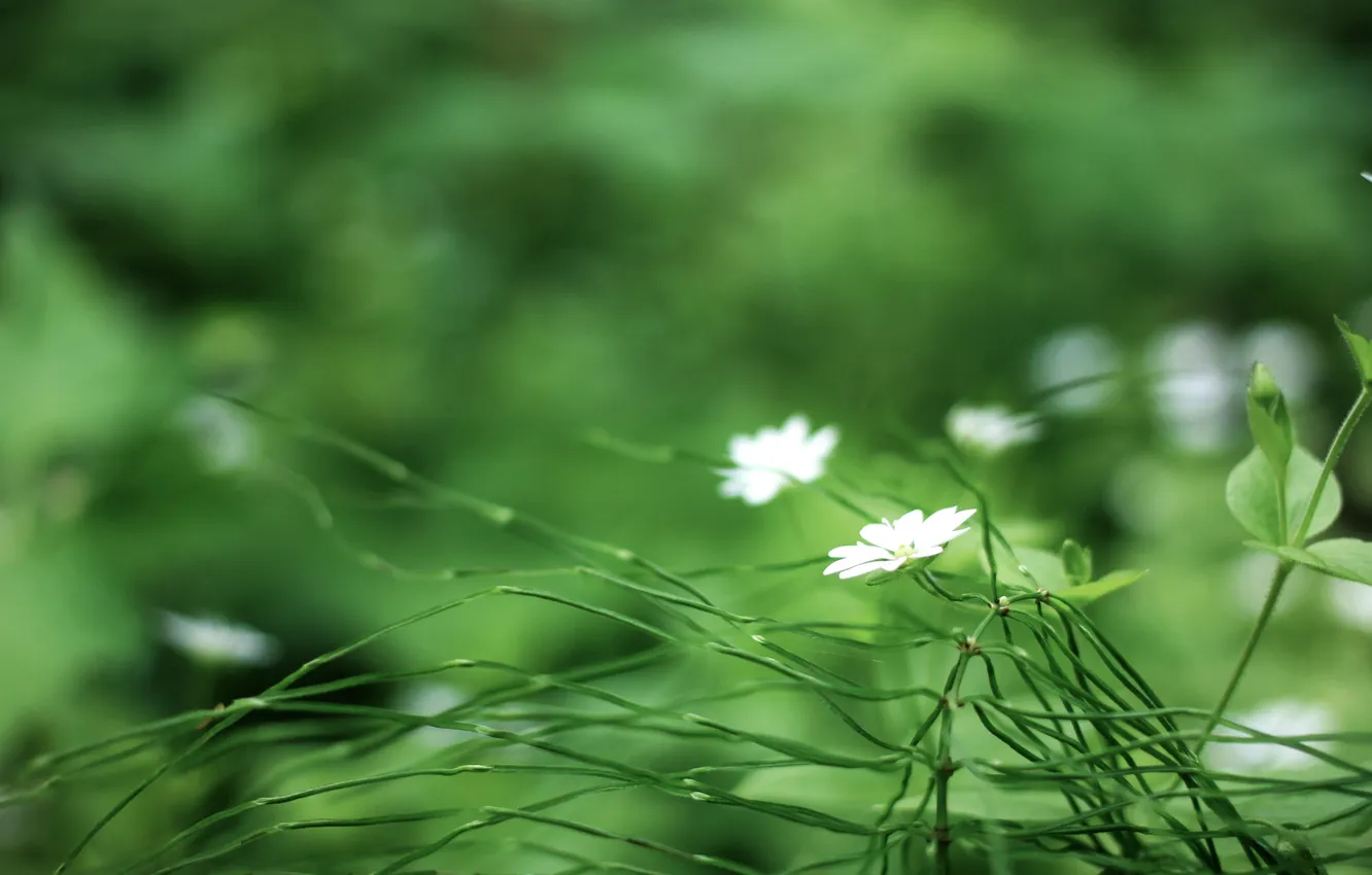 Photo wallpaper macro, flowers, nature