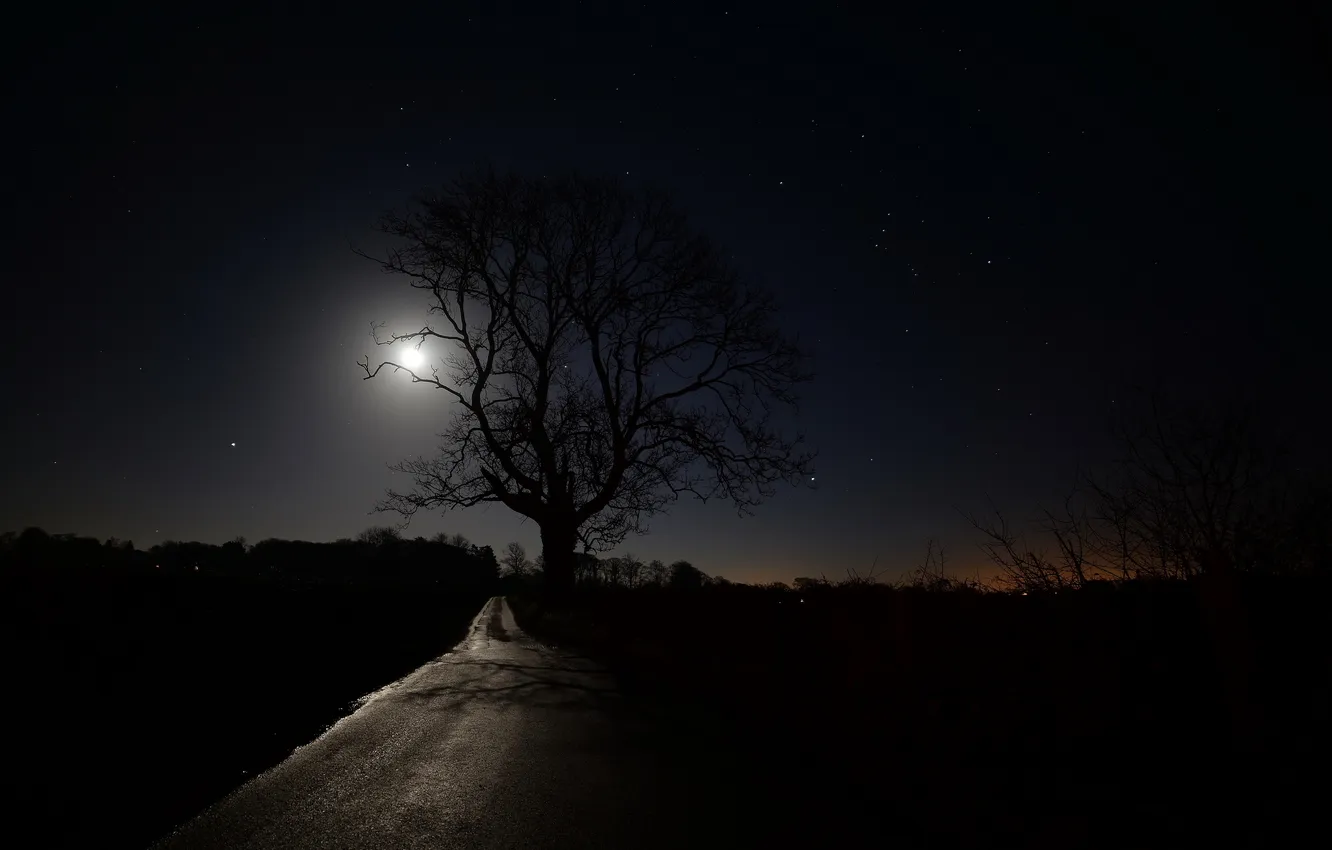 Photo wallpaper road, night, tree