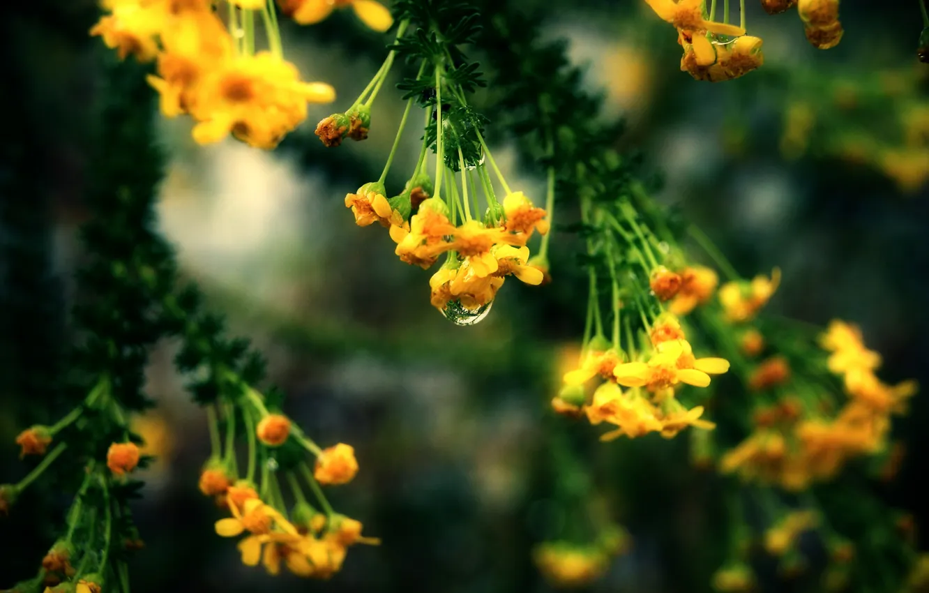 Photo wallpaper macro, branches, nature, plant, leaves. flowers