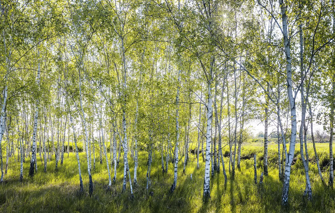 Photo wallpaper summer, nature, birch