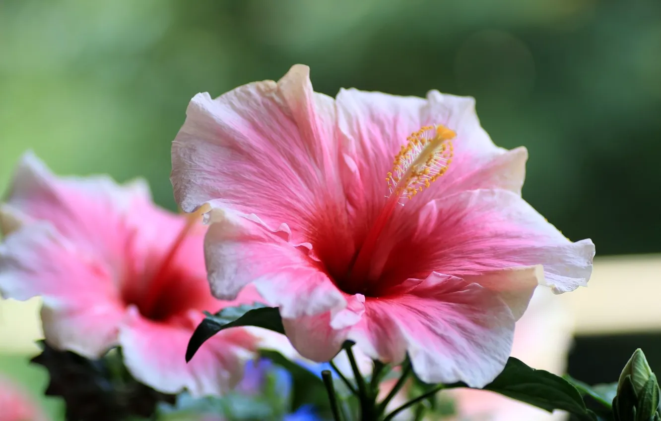 Photo wallpaper flowers, bokeh, hibiscus