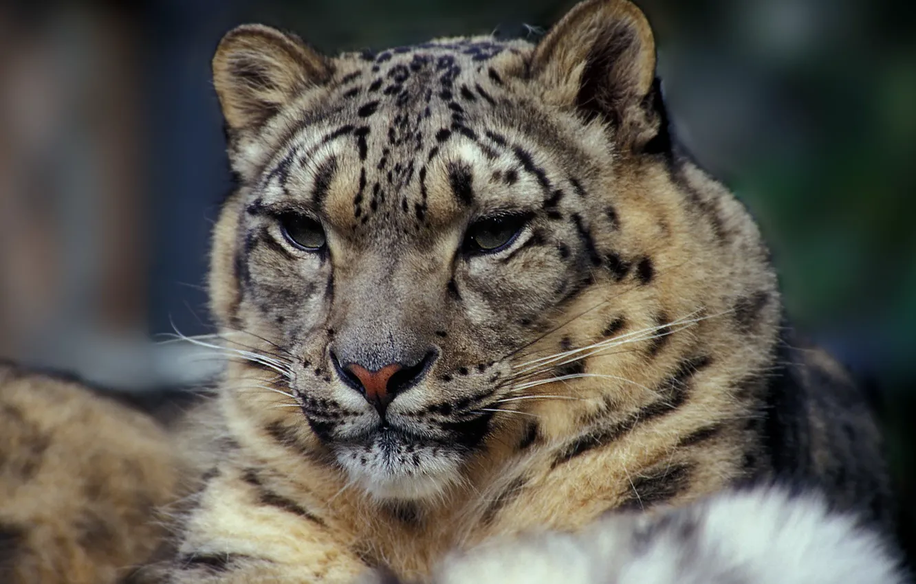 Photo wallpaper snow leopards, leopard (animal), brown and black tiger print textile