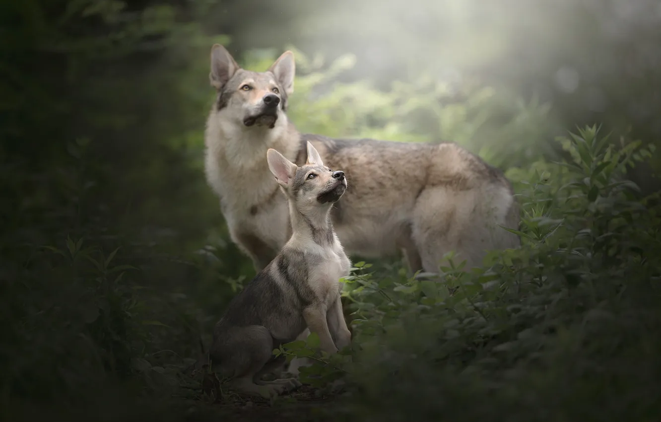 Photo wallpaper grass, dog, puppy, Czechoslovakian, Wolfdog, The Czechoslovakian Wolfdog