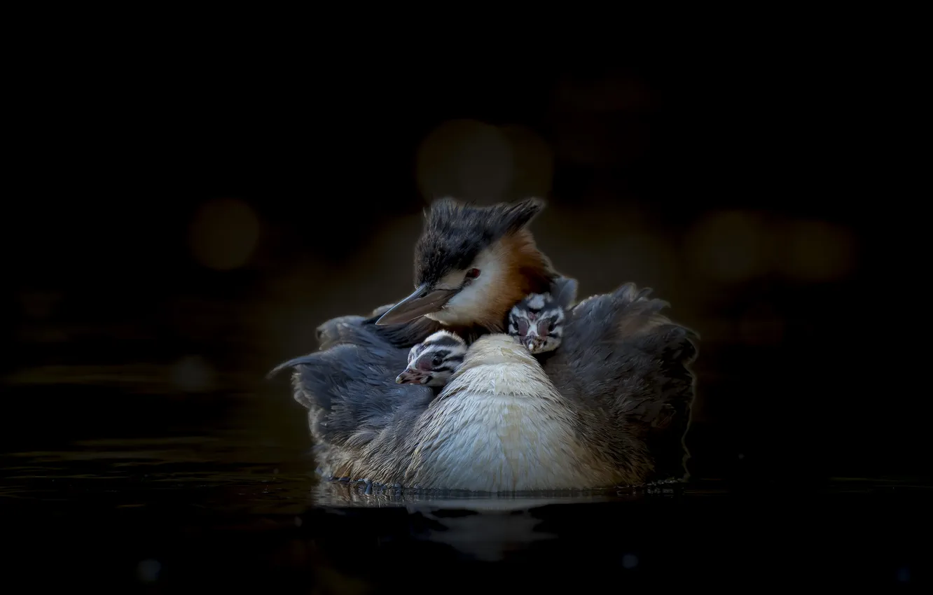 Photo wallpaper bird, black background, Chicks, Cemga