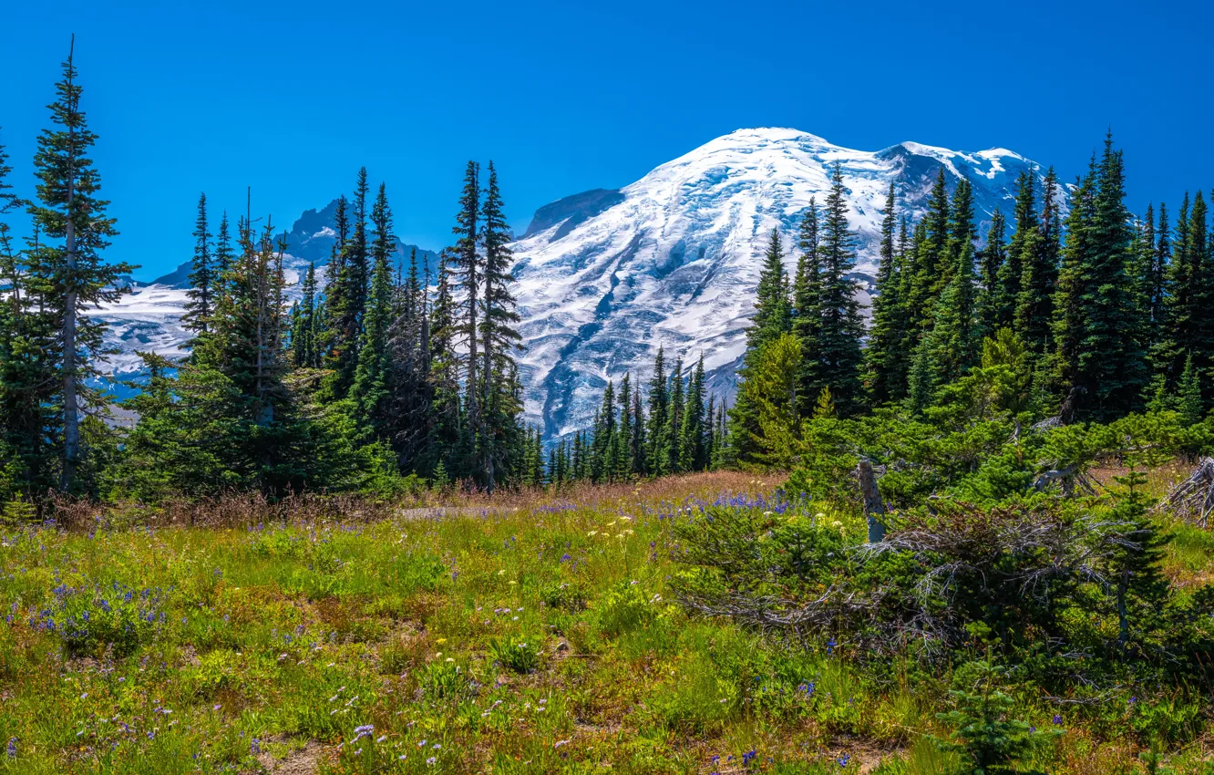 Photo wallpaper trees, landscape, mountains, USA, Mount Rainier National Park