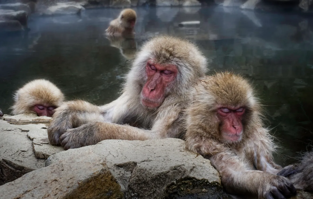 Photo wallpaper stones, macaques, stay, sleep, bathing, monkey, monkey, pond