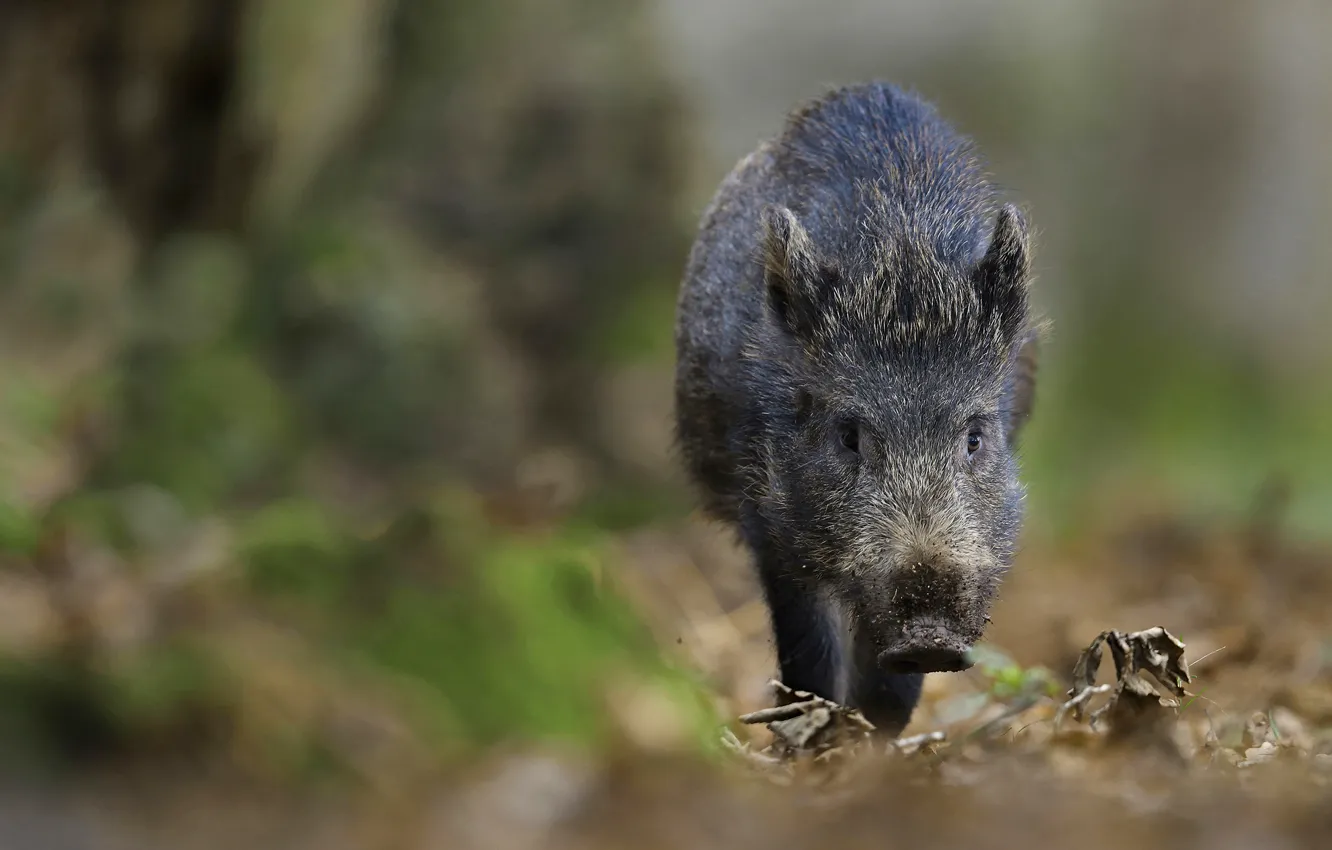 Photo wallpaper look, face, nature, background, walk, boar, bokeh, hog