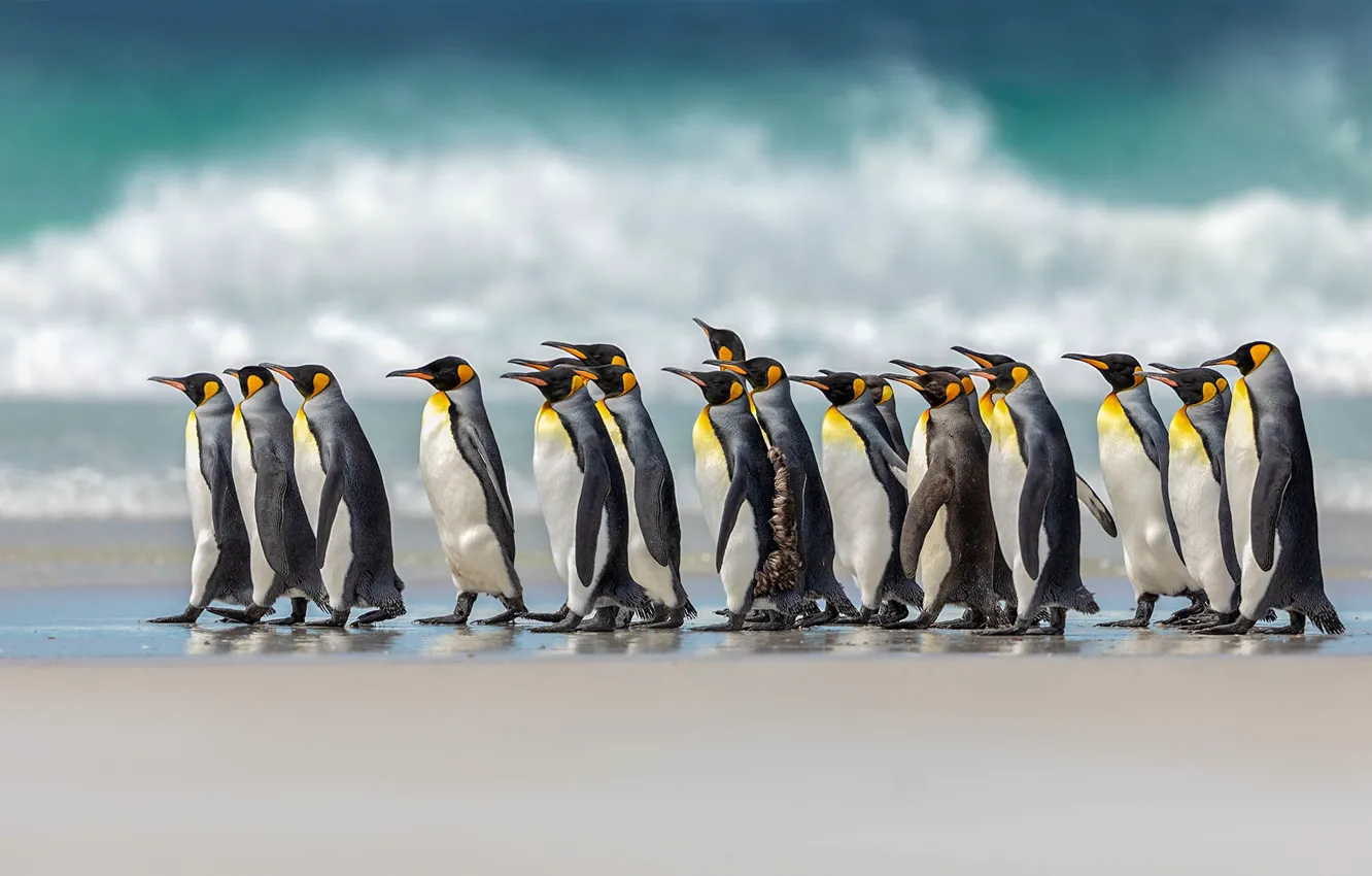 Photo wallpaper birds, pack, penguins, Royal penguin