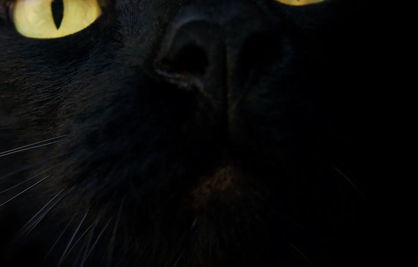 Photo wallpaper cat, eyes, face, black