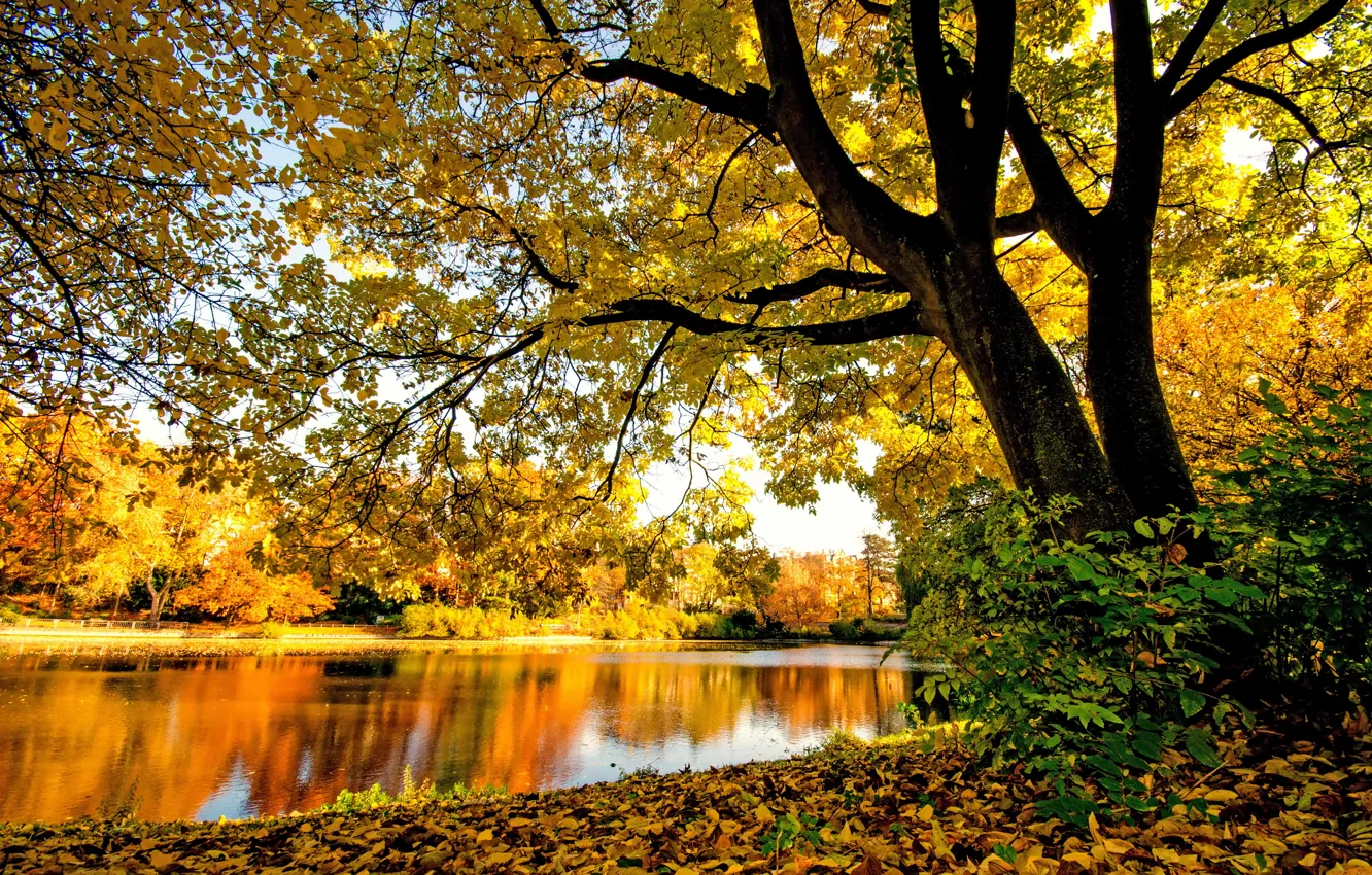 Photo wallpaper autumn, forest, trees, branches, river, foliage, yellow