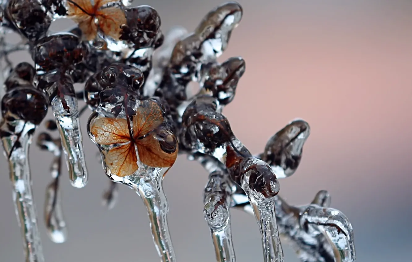 Photo wallpaper ice, winter, macro, branch, icicles