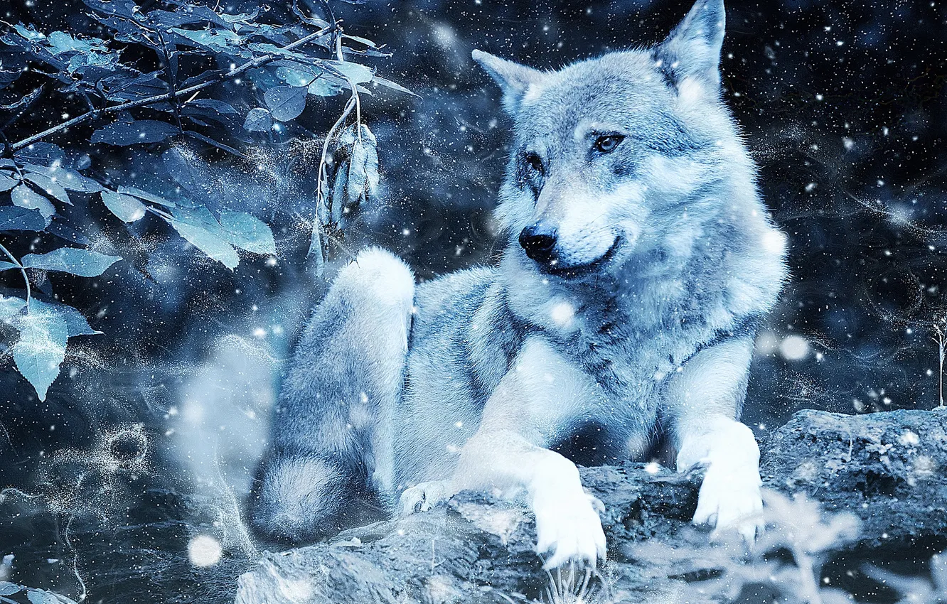 Photo wallpaper Predator, nature, snow, face, animal, wolf, canis lupus, wildlife