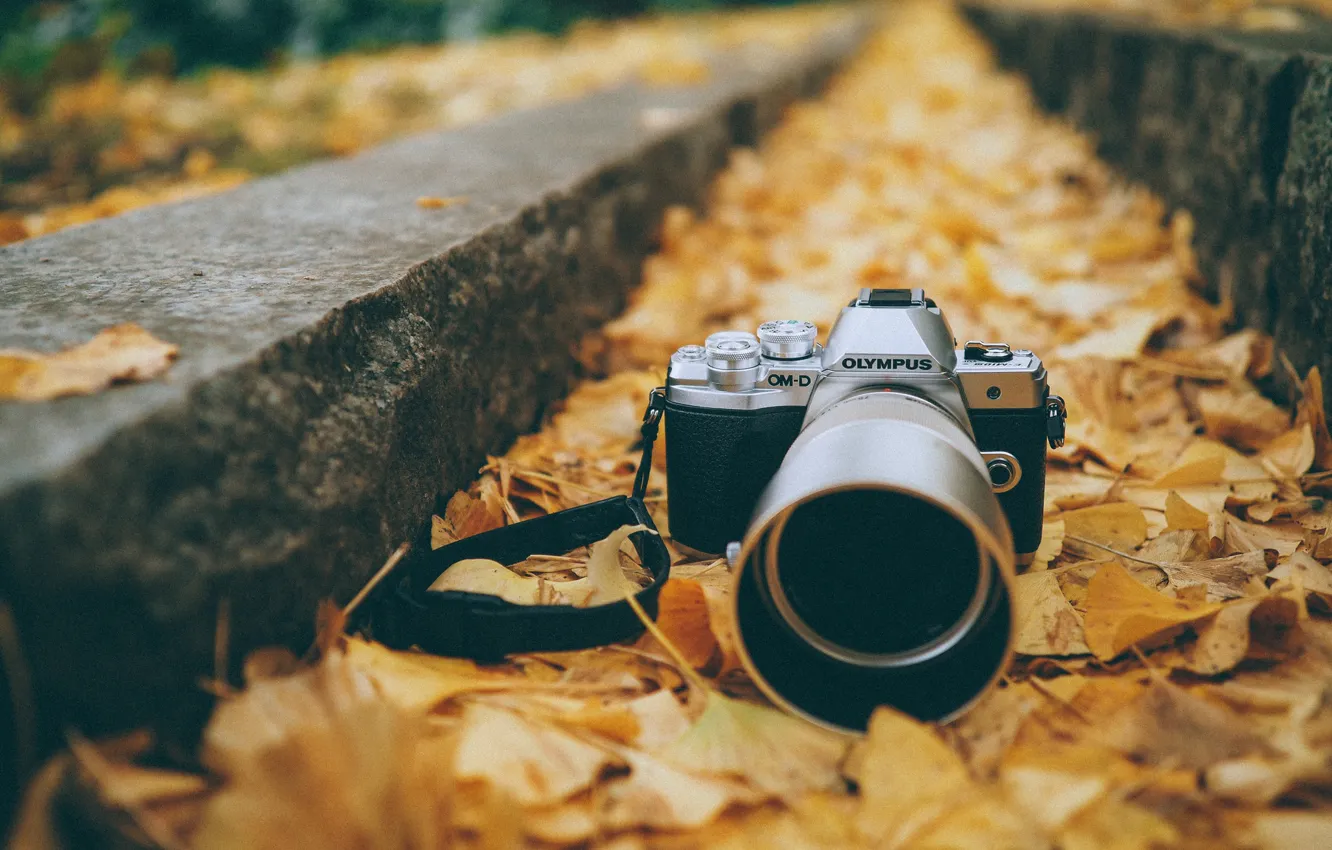 Photo wallpaper autumn, leaves, the camera