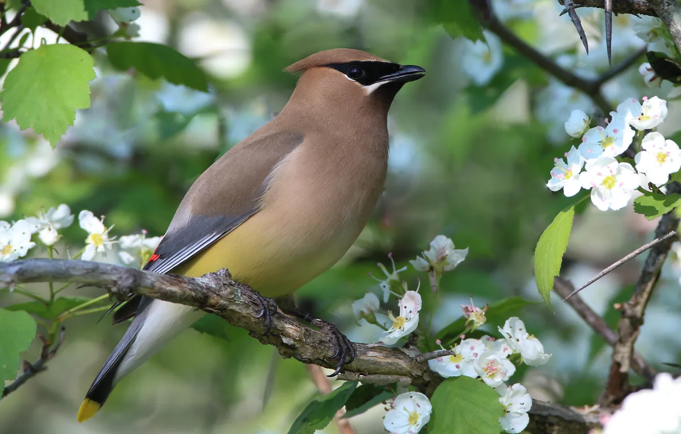 Photo wallpaper flowers, branches, bird, spring, flowering, the Waxwing