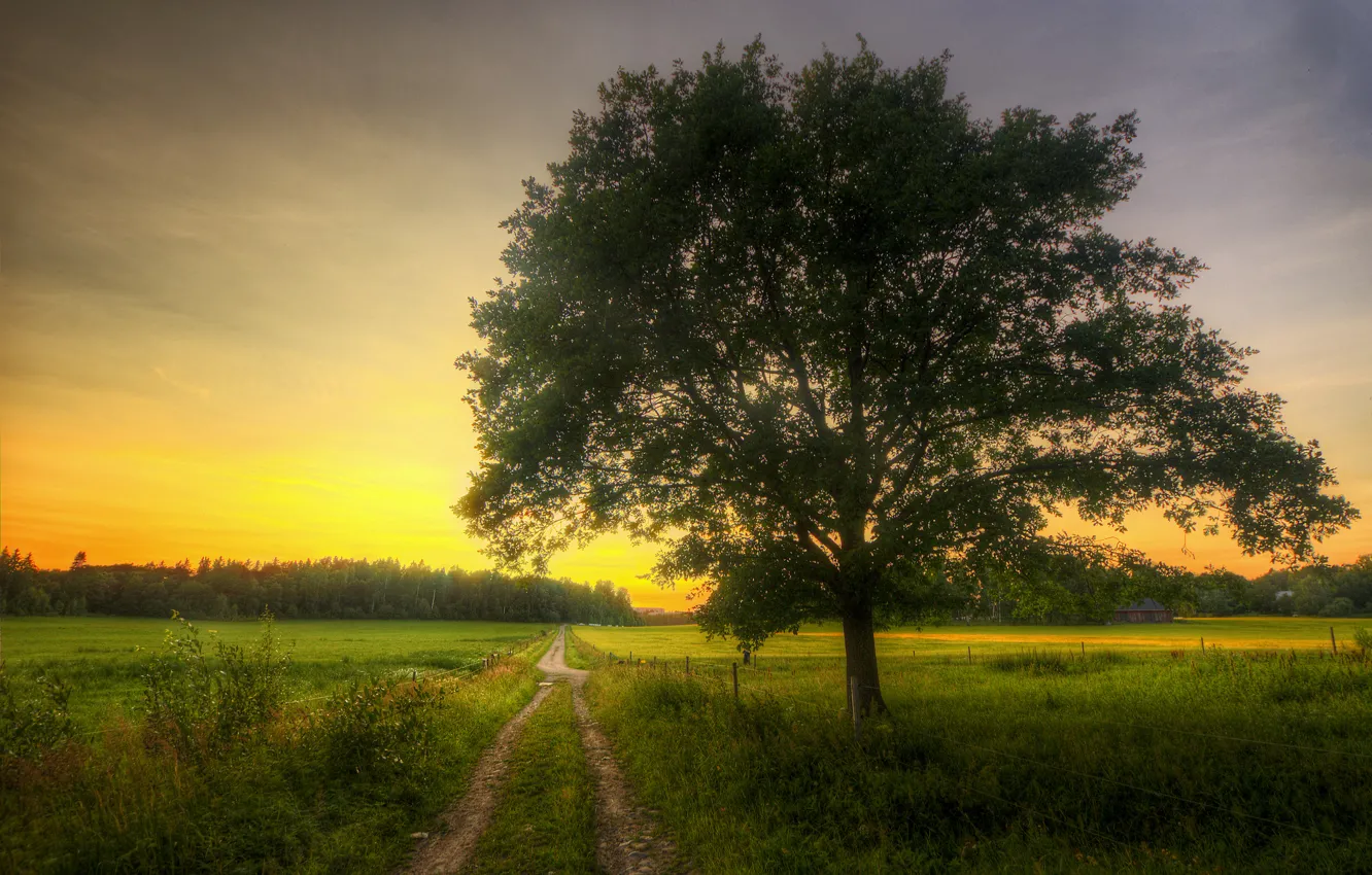 Photo wallpaper road, field, trees, home, spring, morning, grove