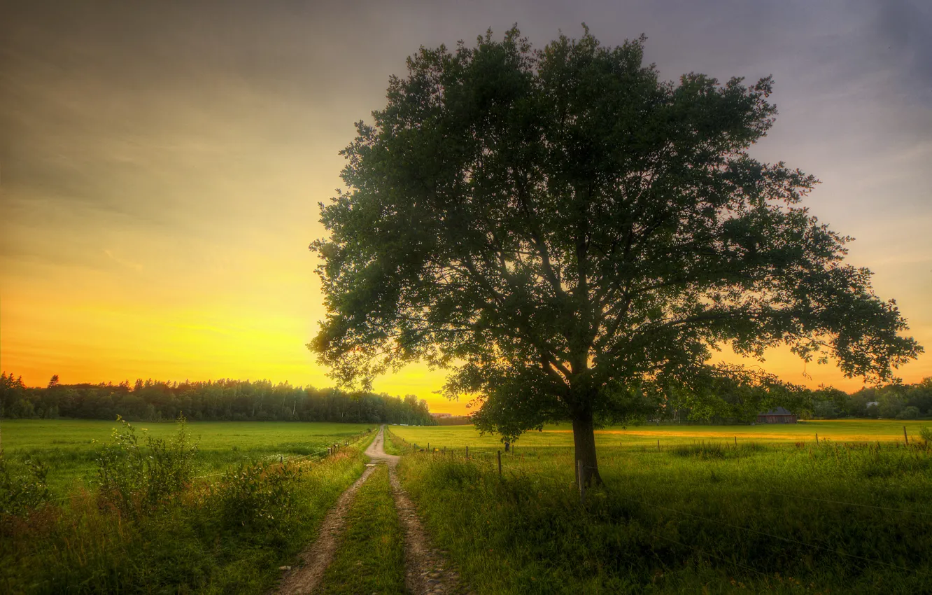 Photo wallpaper road, house, tree, field, spring, morning, grove
