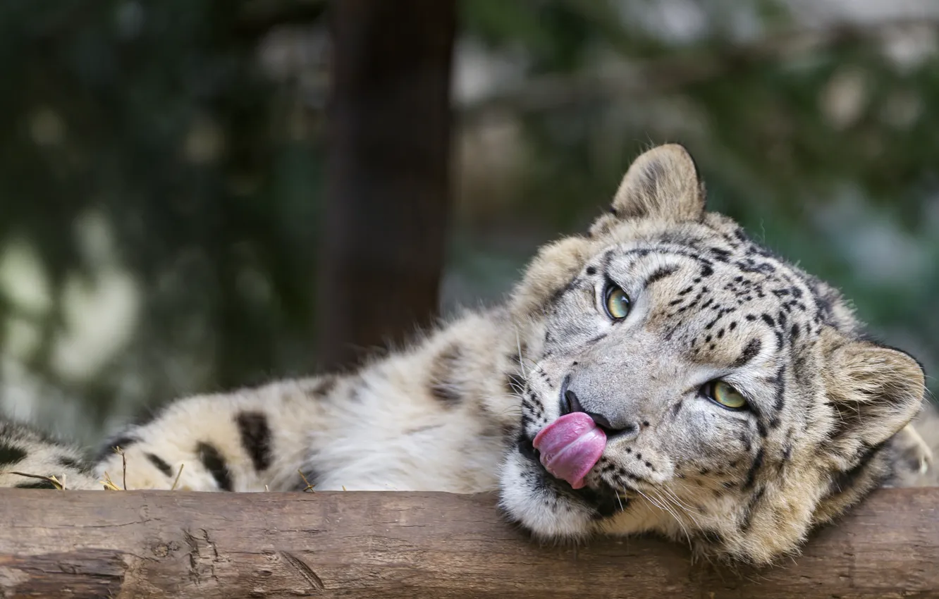 Photo wallpaper language, cat, face, IRBIS, snow leopard, ©Tambako The Jaguar