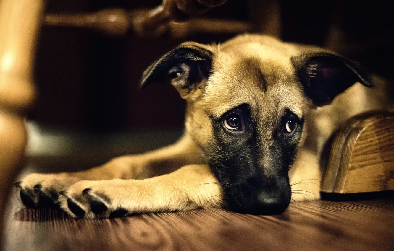 Photo wallpaper mood, dog, looks, mongrel, sadness, pechalka