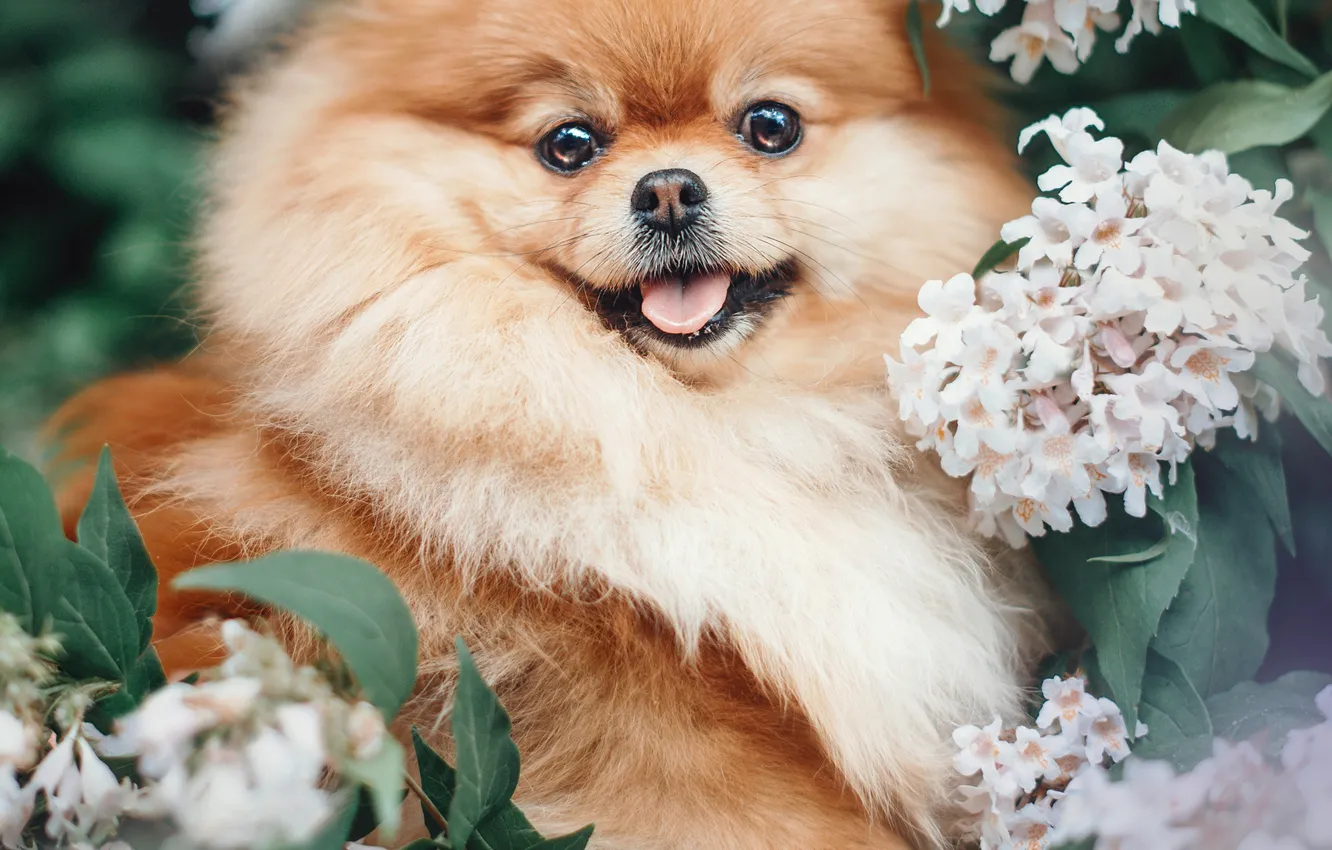 Photo wallpaper look, pose, dog, face, Spitz
