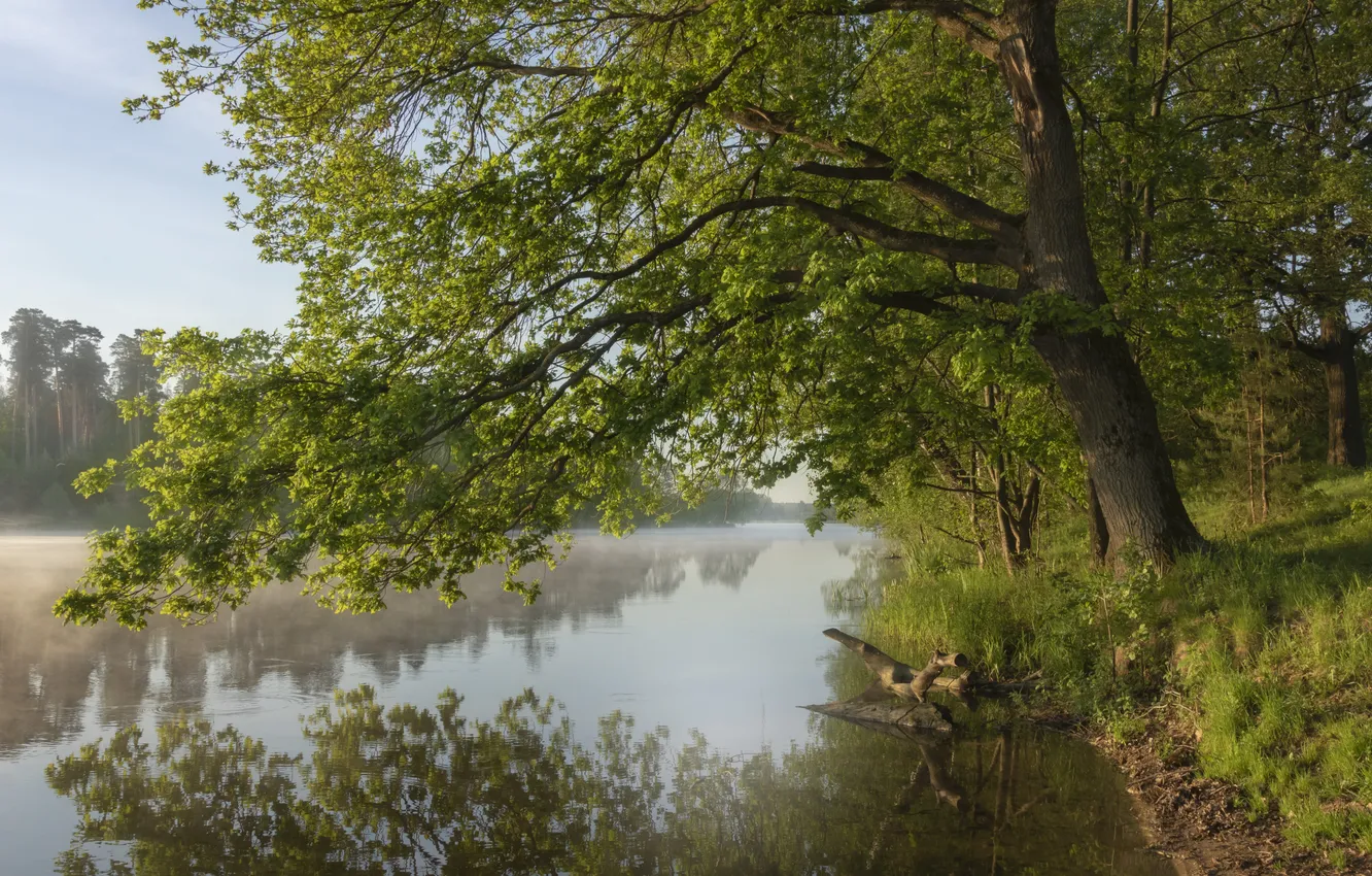 Photo wallpaper river, trees, water, lake, shadows