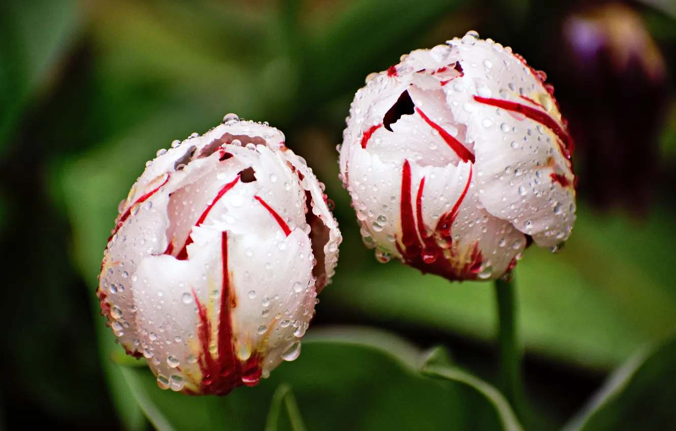Photo wallpaper leaves, drops, flowers, spring, tulips, Duo, buds, flowerbed