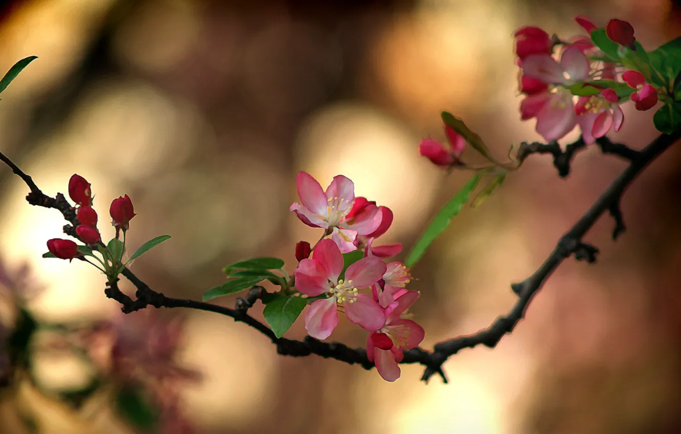 Photo wallpaper Sakura, flowering in the spring, blur bokeh
