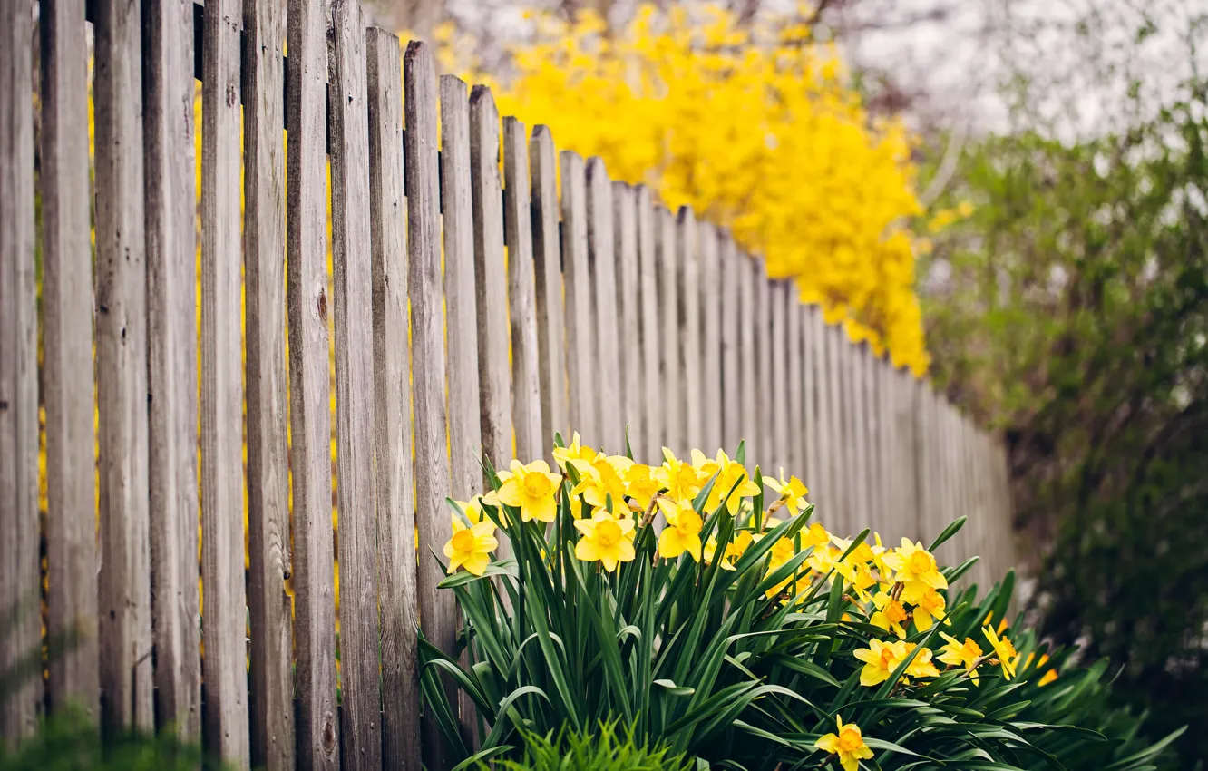 Photo wallpaper flowers, nature, the fence