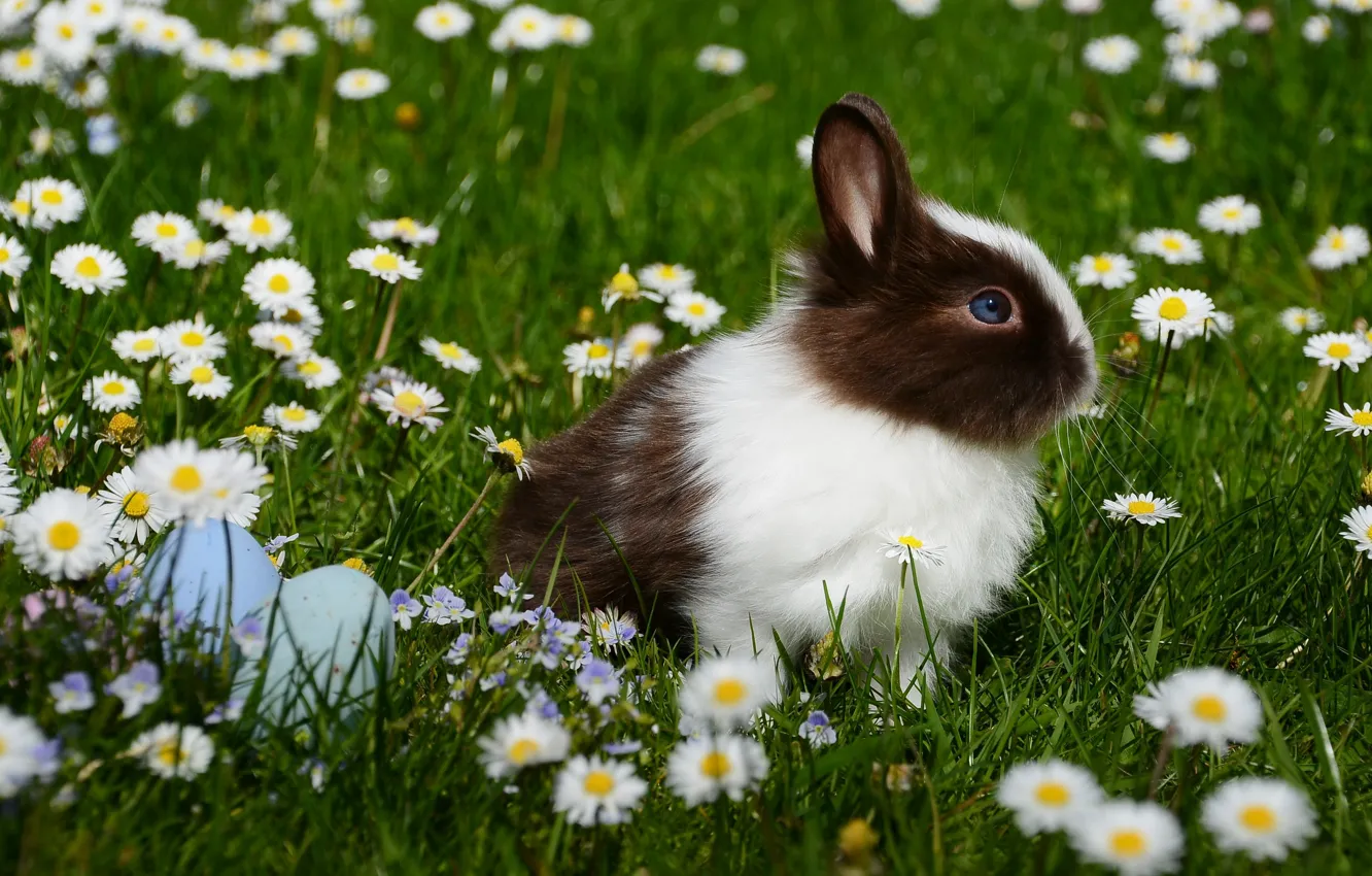 Photo wallpaper grass, flowers, animal, chamomile, eggs, rabbit, Easter, eggs